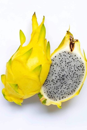 Yellow dragonfruit cactus - dragonfruit,