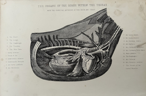 Antique print horse - antique,