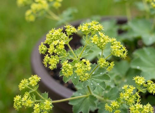 Alchemilla mollis plant 3 - mollis, –