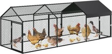 Walk chicken run - walk,