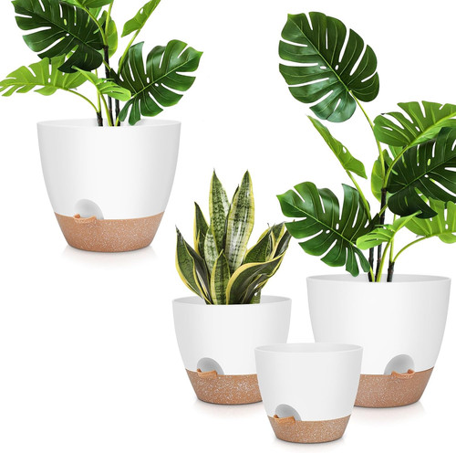 Pack large plant - 3,