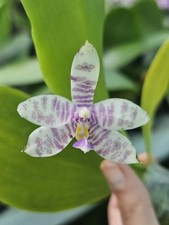 Phalaenopsis YangYang Blue Baby X Lioulin Blue Parot Orchid Plant