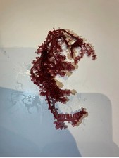 Caulerpa Cylindracea Red Grape