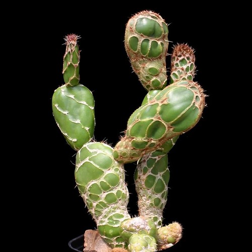 15cm opuntia - 15cm,