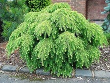 Tsuga Canadensis Jeddeloh Bird's Nest Hemlock - XXL 3Lt Pot Evergreen Shrub