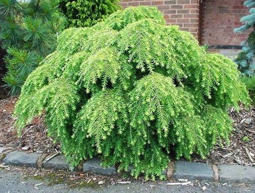 Tsuga canadensis jeddeloh - canadensis,