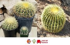 Golden Barrel Cactus (Echinocactus Grusonii) | 50+ seeds | Same Day Dispatch