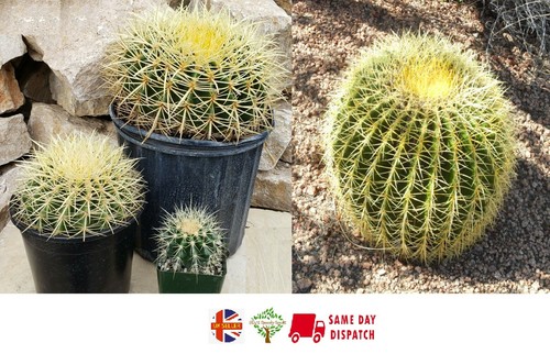 Golden barrel cactus - golden,