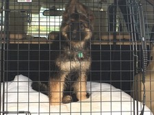 BARJO Dog cage bespoke to fit