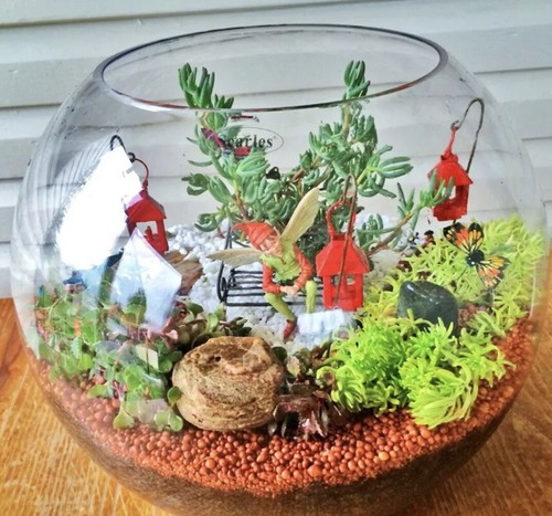 Assorted succulent - assorted,
