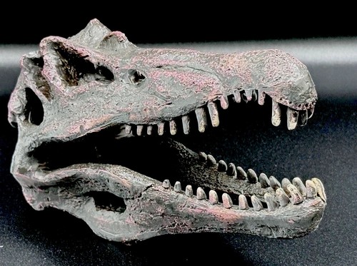 Spinosaurus dinosaur skull - spinosaurus,