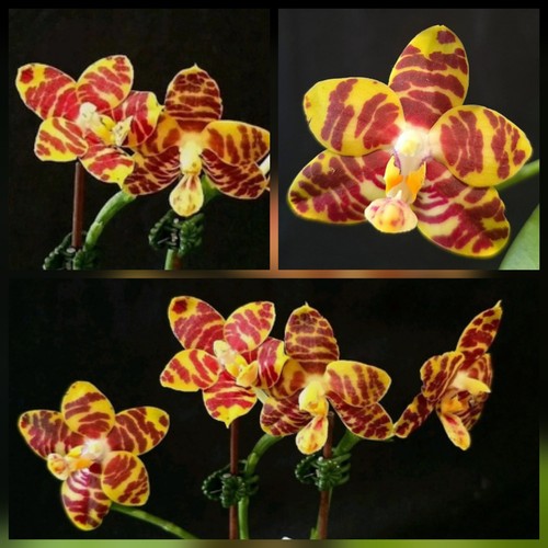 Phalaenopsis joy music - phalaenopsis,