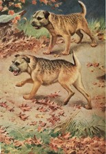 BORDER TERRIER DOGS OLD 1958 DOG ART PRINT by Artist WESLEY DENNIS