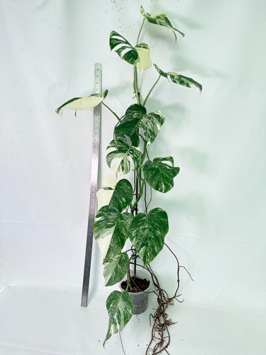 Monstera deliciosa albo - monstera,