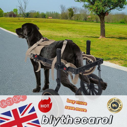 Pet rehabilitation walking - pet,
