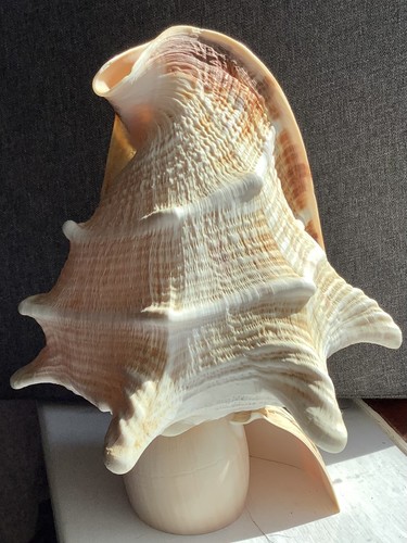 Conch shell good condition may - conch,