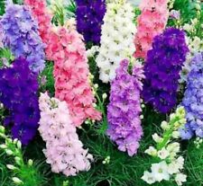 3x Delphinium imperial mix 9cm Pots  Plants Ready Now