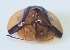 T-1161 Chrysomelidae