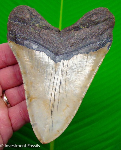 Megalodon shark tooth - shark,