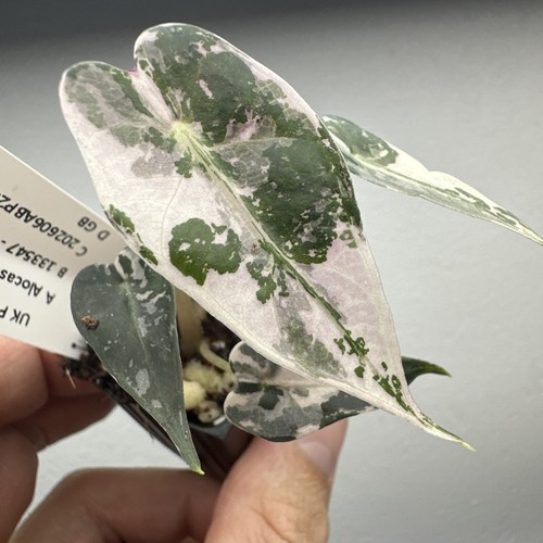 Alocasia bambino pink - alocasia,