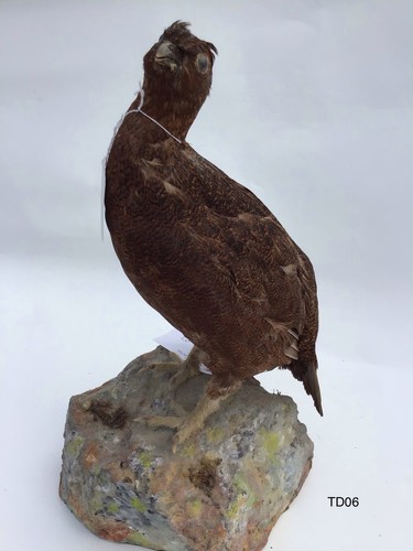 Td06 brown grouse - brown, on