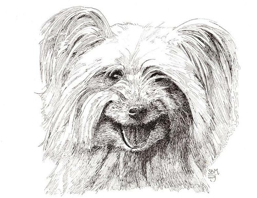 Pyrenean shepherd print - pyrenean,
