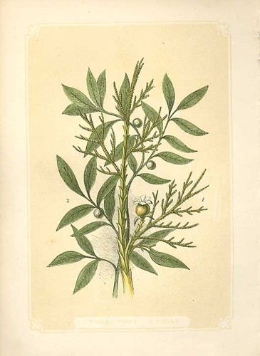 Old antique print thyme tree - antique,