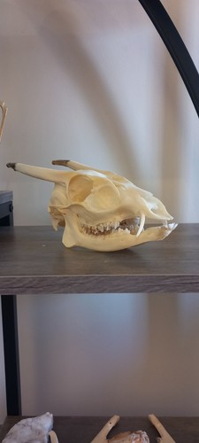 Reeves muntjac antlers - reeves's,