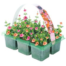 Diascia Mixed Variety Hanging