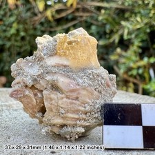 Fossil Barnacle, Miocene