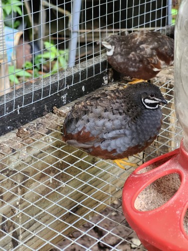 Fertile button quail - fertile,