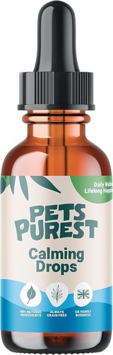 Pets purest dog - pets,