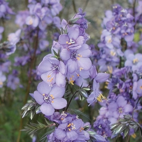 Polemonium jacobs ladder - jacobs,