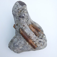 Belemnite in Rock - Fossil