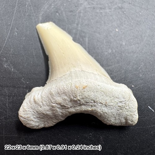Shark otodus obliquus tooth