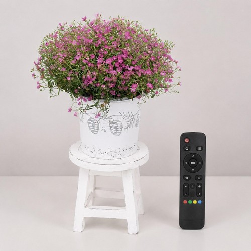 Wooden stool plant - plant, stand