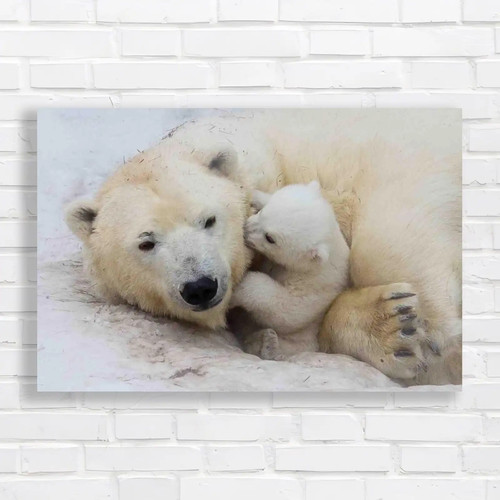 Polar bear mother cub - polar,