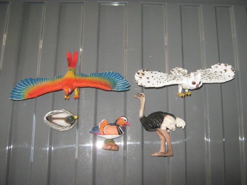 Aaa animals group birds - aaa,