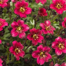 Saxifrage 'Alpino Deep Rose'