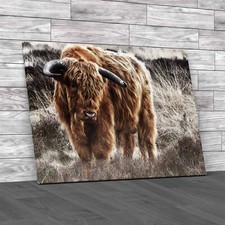 Enchanting Highland Cow In