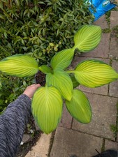 Hosta gold standard in 1.5 L