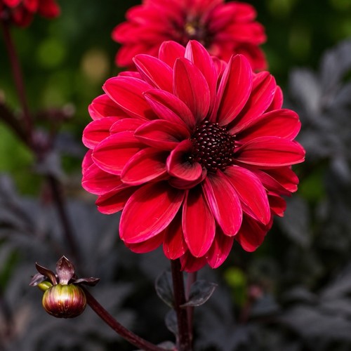 Dahlia black forest - ‘black,
