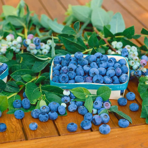 Sunshine blue blueberry plant - sunshine,