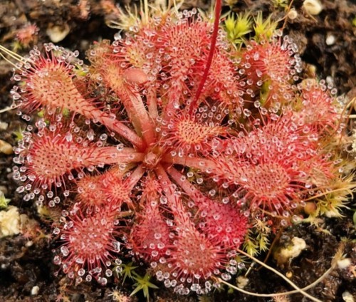 Drosera spatulata 100 seeds - spatulata,