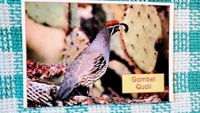 POST CARD GAMBEL QUAIL