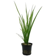 Cyperus helferi Tropica Live Aquarium Plant - EU Grown Shrimp & Snail Safe