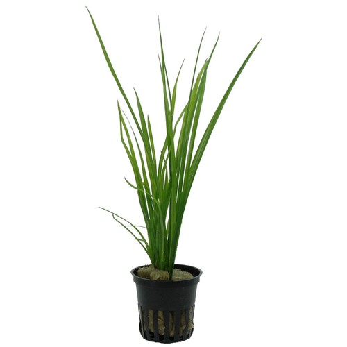 Cyperus helferi tropica - tropica, live