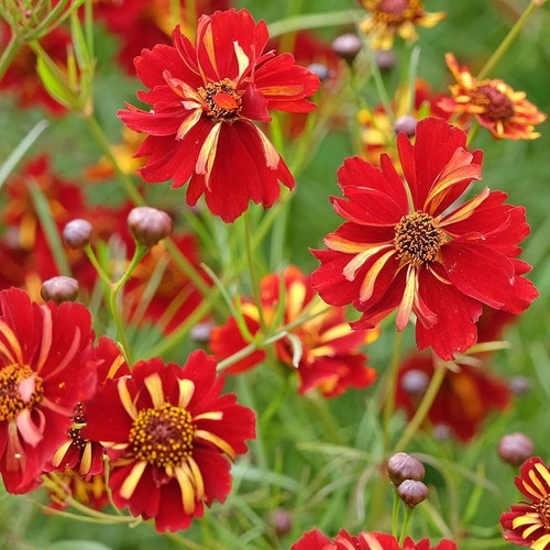 Coreopsis roulette seeds - seeds, –