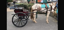 Driving Carriage Horse Bennington  & leather Harness cob 