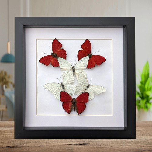 Framed blood red glider - blood-red, &